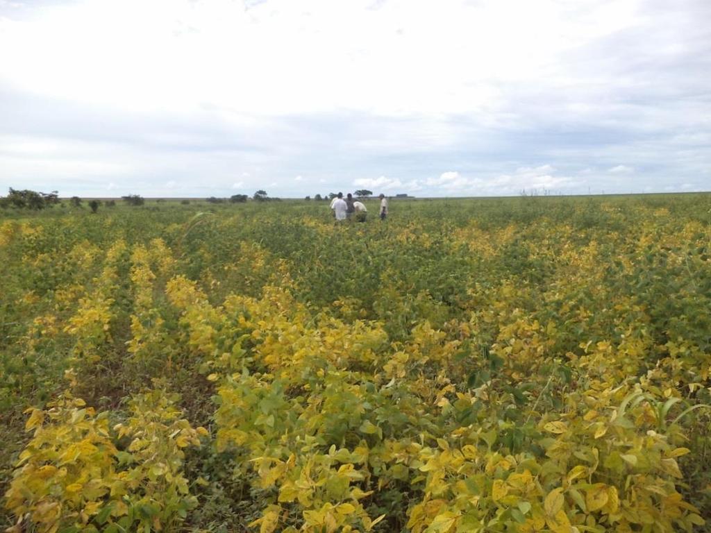 COBERTURAS Solo arenoso Luar do Sertão Campos de Júlio Fazenda Luar