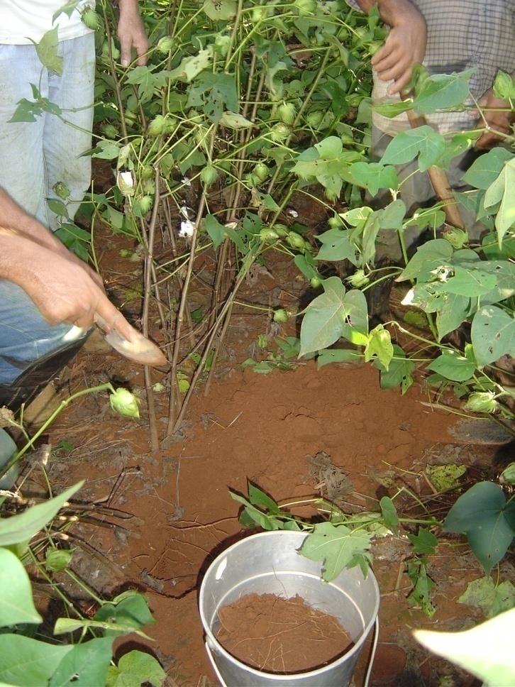 0 20 25 cm 1000 gramas de terra e 10 gramas de raízes NUNCA Deixar as amostras