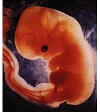 semana 8 g/ 5 cm Organogênese Período fetal