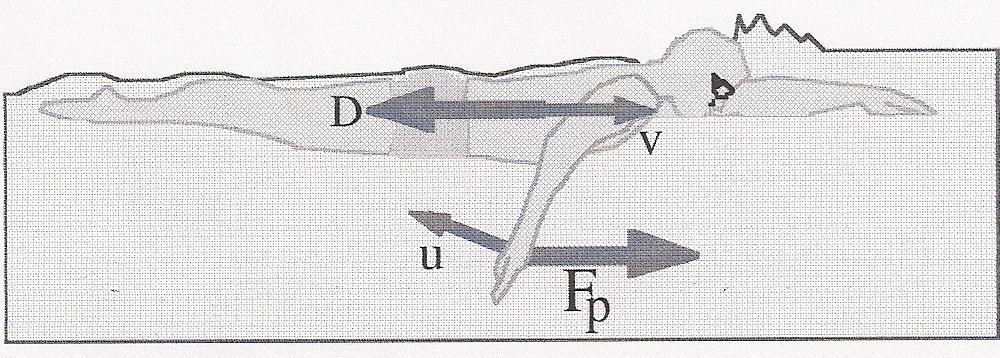 Figura 7: Equilíbrio de forças durante o nado - para velocidades constantes a força de arrasto hidrodinâmico (F D ) e a força propulsiva (F P ) serão iguais em magnitude mas em direções opostas