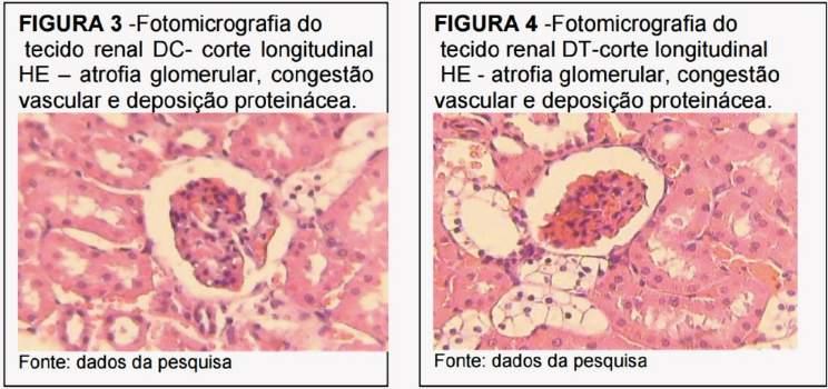 Em relação à glicemia capilar, não foi encontrada diferença significativa entre os grupos DC e DT, ou seja, não foi encontrado efeito hipoglicemiante no tratamento com o extrato Baccharis