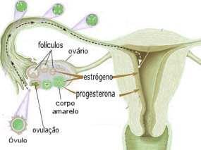 Menopausa FSH LH Redução das células foliculares e incapacidade de secreção de estrógeno e