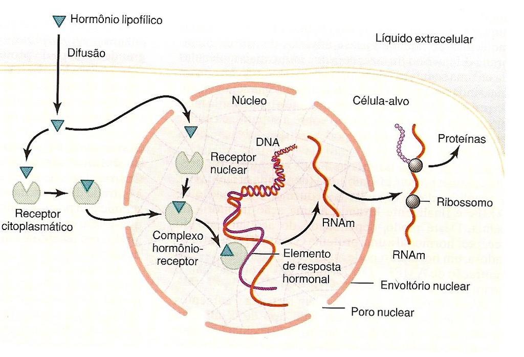 Mecanismos de ação Ligação em receptores específicos, que podem estar: no citoplasma