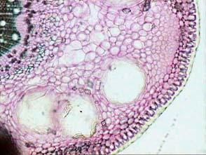 complexos Glicólise Eritrose PO 4 Antibióticos aminoglicosídeos Fenilpropanóides Fosfoenolpiruvato Ácido chiquímico Alcalóides Piruvato Acetil-CoA a.a aromáticos a.a. alifáticos Malonil-CoA Proteínas Ácidos graxos (lipídeos) Peptídeos Penicilinas Cefalosporinas Gorduras e ceras Ciclo dos ác.