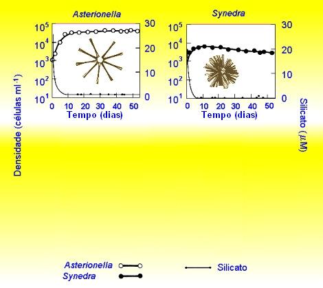 Diatomáceas: Asterionella e Synedra Silicato fornecido