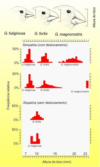 Deslocamento de caracteres Expressão morfológica da diferenciação dos nichos (efetivos) das espécies envolvidas em interação competitiva.