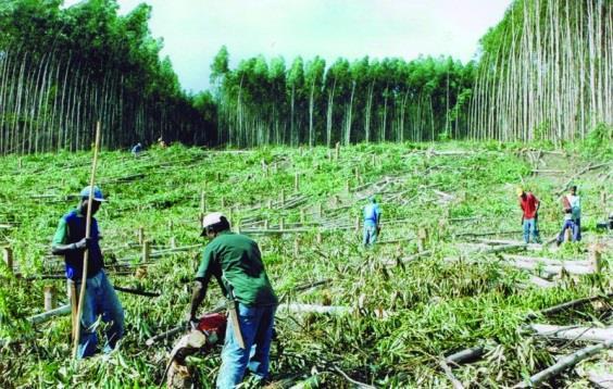 VEGETAL AGROPECUÁRIA