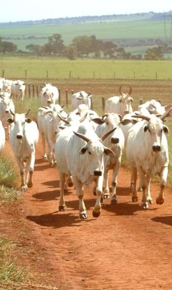 CAMPO 88 FÓS CRIA Fornecer à vontade em cochos cobertos, com disponibilidade de 5 cm lineares/cabeça. O cocho deve estar localizado próximo ao bebedouro.