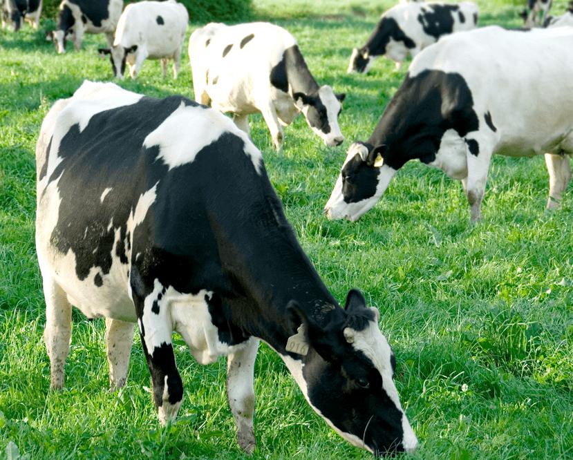 SUPLEMENTOS MINERAIS 22 FÓS LEITE DO PRODUTO O PecPar Fós Leite é um suplemento mineral indicado para vacas e novilhas de leite em fase de lactação, alimentadas exclusivamente à pasto durante o ano