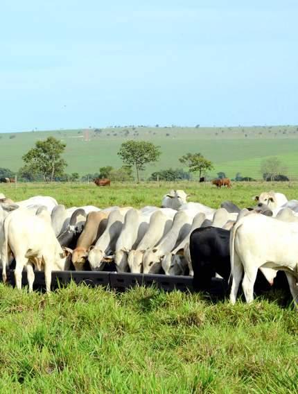 RAÇÕES 12 CORTE 14 CORTE 16 Ração para bovinos de corte. CORTE 18 Indicado para a engorda de bovinos de corte a pasto (semi-confinamento).