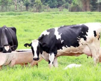 RAÇÕES 14 MILK 18 Ração para bovinos de leite. MILK 22 INDICAÇÃO DE USO Indicados para vacas em lactação alimentadas à pasto (semi-confinamento). CREEPER ração DO PRODUTO Ração para bovinos de corte.