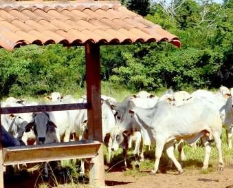 SUPLEMENTOS MINERAIS 16 CAMPO 40 PARA ENGORDA FÓS 44 CAMPO 60 PARA CRIA E ENGORDA Produtos indicados para bovinos em fase de engorda, alimentados exclusivamente à pasto durante o ano todo.