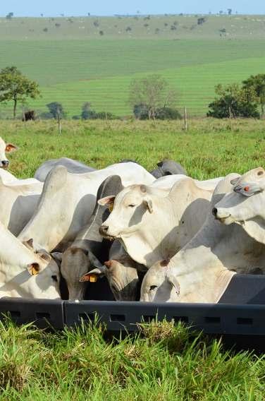 O consumo diário estimado por animal deve ser de 80 a 100g. Fornecer os produtos pelo menos duas vezes por semana aos animais de recria ou engorda, conforme a indicação. Manter o cocho com produto.