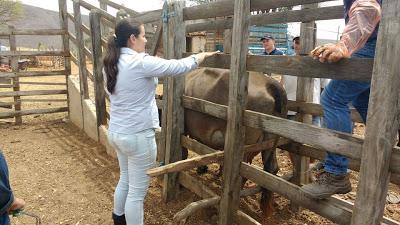 Município de Serra Talhada inicia melhoramento genético para rebanho bovino Primeiro a comentar!