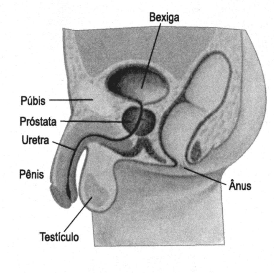 Hipospádia O que é hipospádia? A uretra faz parte do sistema urinário.