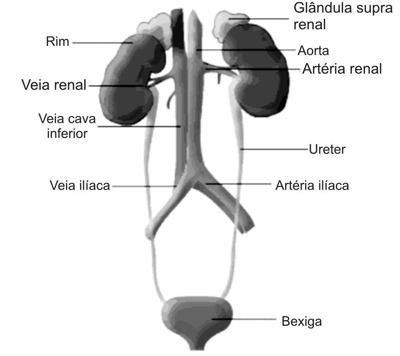 Quando a uretra não vai até a ponta do pênis e a sua abertura (meato uretral) localiza-se embaixo do pênis, ou, mais raramente, na bolsa escrotal (saco), temos a má formação