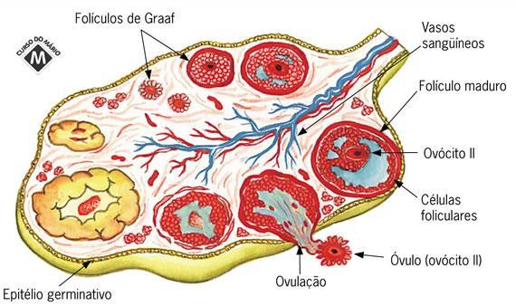 No início da puberdade, sob estímulo do FSH e do LH hipofisários, o processo é retomado, e apenas uma célula por vez completará a meiose.