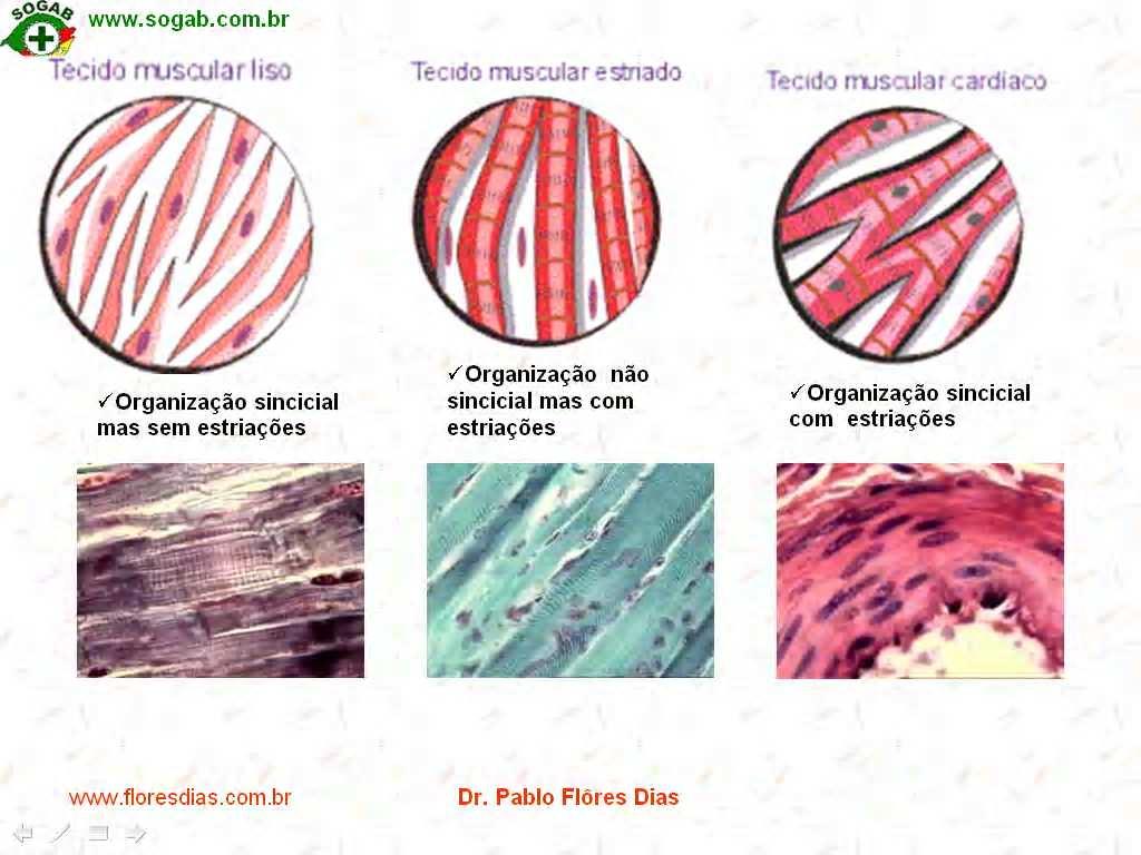 Fisiologia do Músculo Estriado Esquelético *Prof.