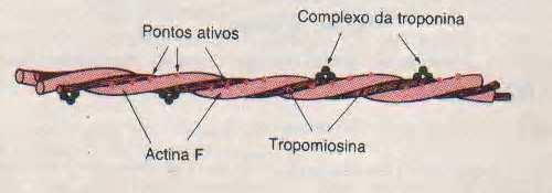 1500 Filamentos Pesados de Miosina 3500 Filamentos Leves de Actina Sarcômero: Distância entre duas linhas Z Cada fibra muscular é composta por milhares de miofibrilas, estas, apresentam em sua