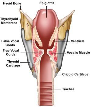 Na entrada da laringe há uma dobra de mucosa fixa no anel Cordas vocais falsas Cordas vocais