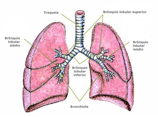 PULMÕES são os órgãos respiratórios propriamente ditos, localizados no tórax, separados por um espaço chamado MEDIASTINO e divididos