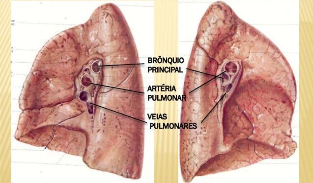 Pela face mediastinal dos dois pulmões entram e saem os vasos sanguíneos, entram