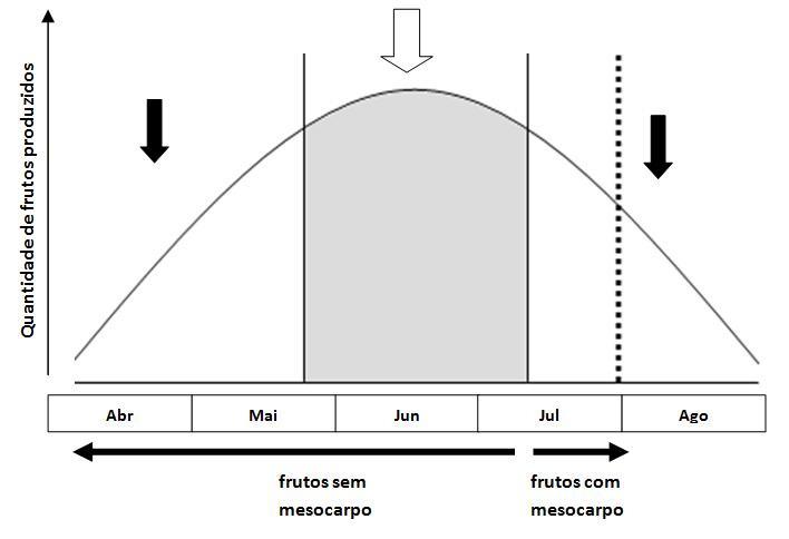 As sementes podem ser predadas tanto na fase prédispersão, quando os frutos ainda estão no cacho, quanto na fase pós-dispersão, quando os frutos encontram-se no chão (Alves-Costa, 2004).