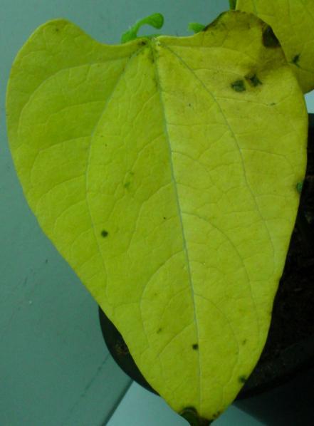 43 A B C D Figura 5 - Lesões cloróticas induzidas em folhas de feijoeiro cv. Una por ácaros de B.