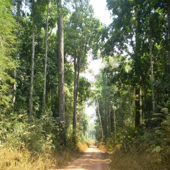 DESAFIOS PARA GARANTIR A SUSTENTABILIDADE FLORESTAL Florestas