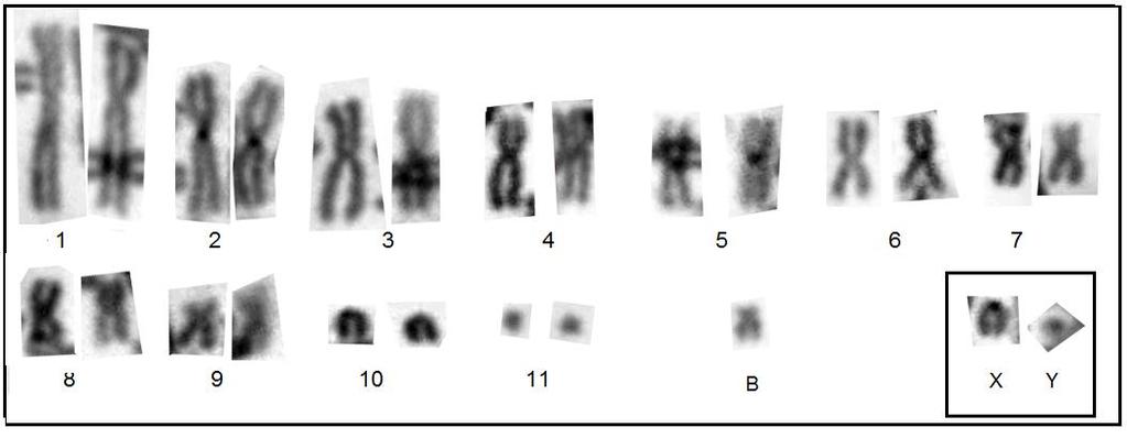 Figura 6: Cariótipo em bandeamento C, de um macho de Akodon montensis. Em destaque o par sexual e o cromossomo B.
