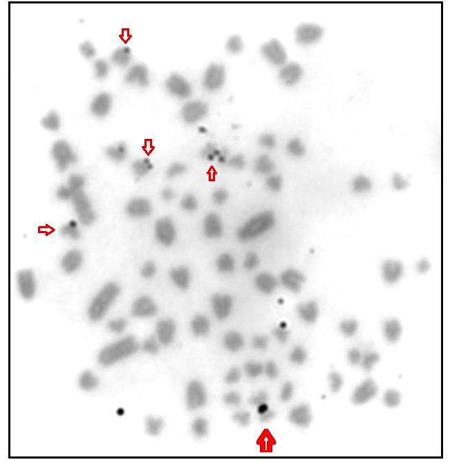 Figura 9: Metáfase em banda Ag-NOR na fêmea de Euryoryzomys russatus (flechas menores). Flecha maior mostrando associação. 4.