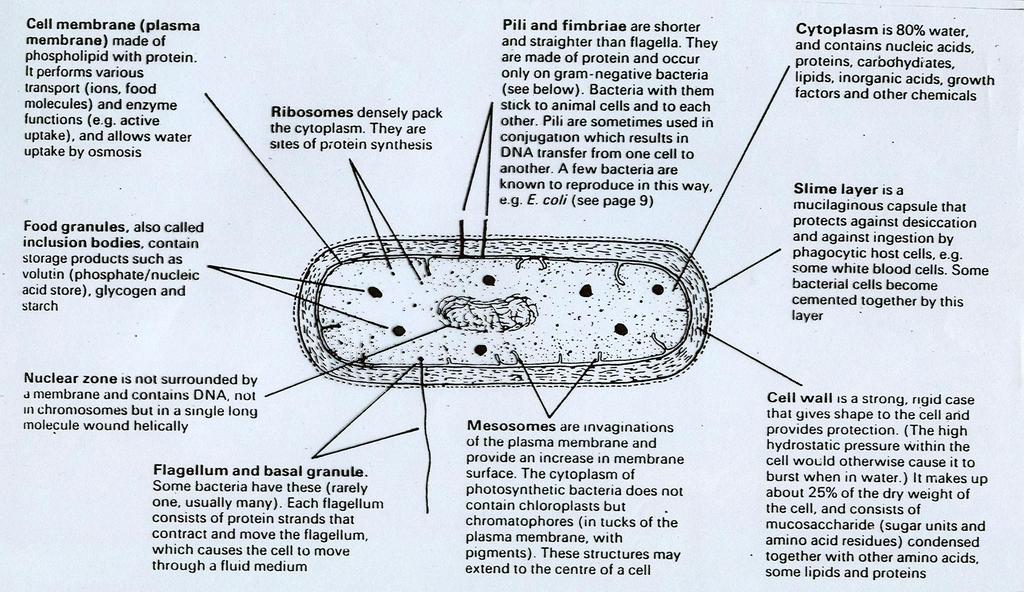 Biologia (Botânica)