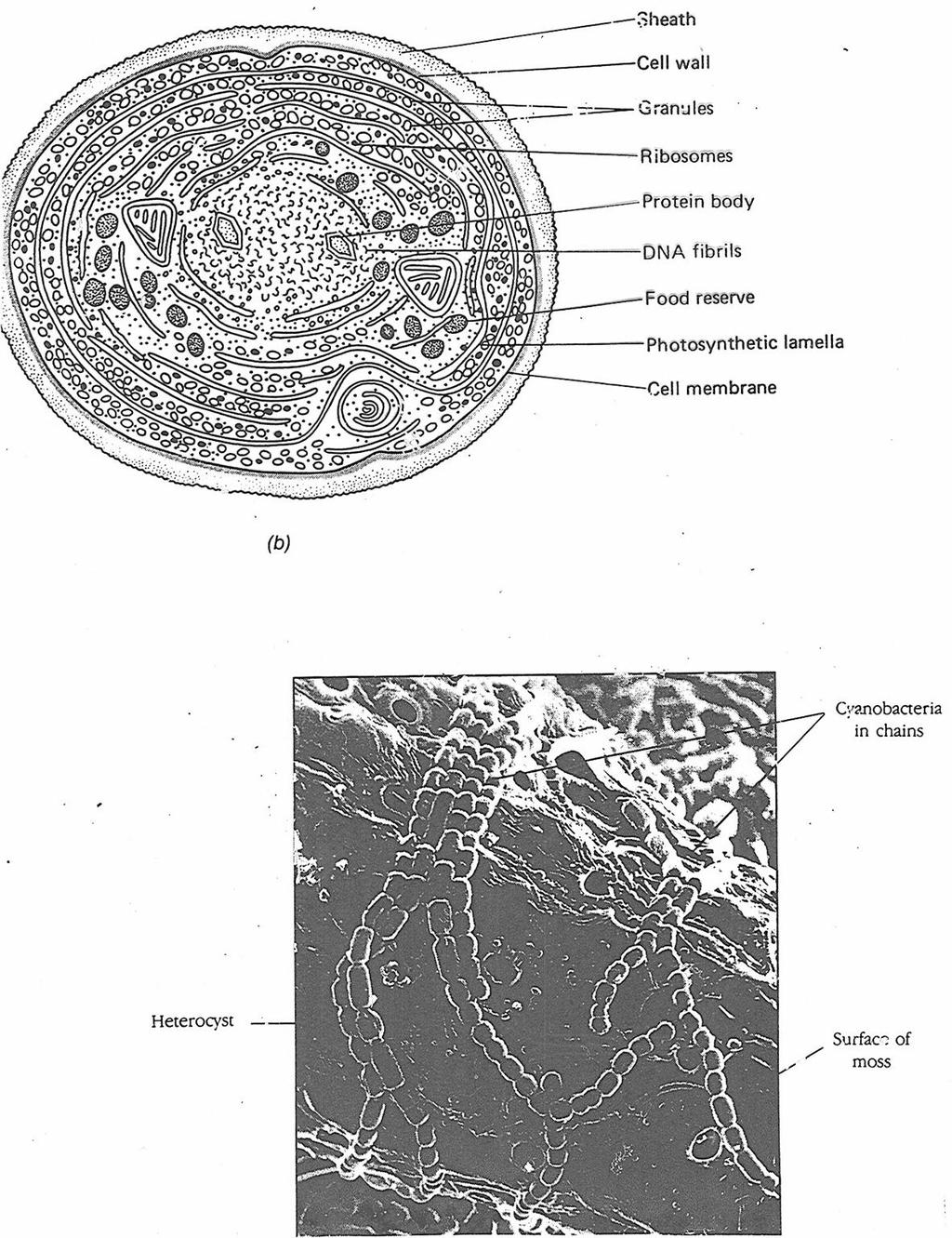 Biologia (Botânica)