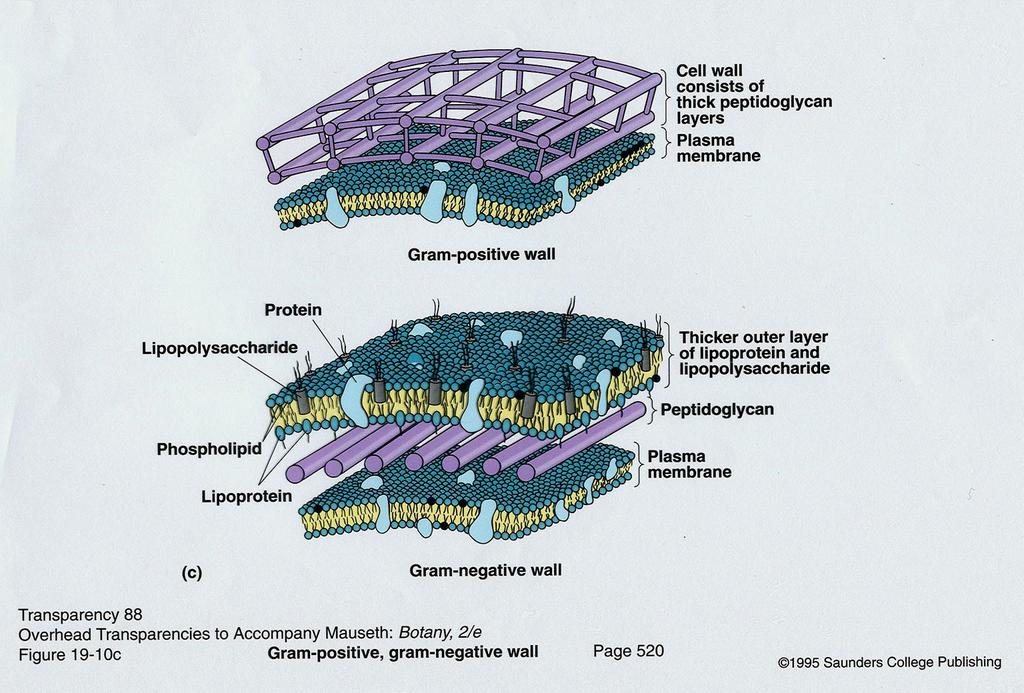 Biologia (Botânica)