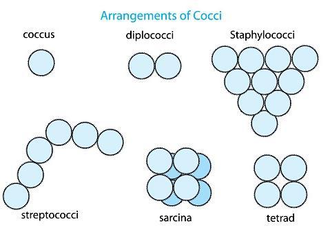 Biologia