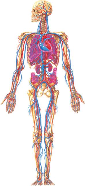 Os sistemas cardiovascular e respiratório no aporte de oxigénio e substâncias energéticas ao músculo, bem como na eliminação de produtos tóxicos; Sistema Circulatório EDUCAÇÃO FÍSICA -2º Ciclo