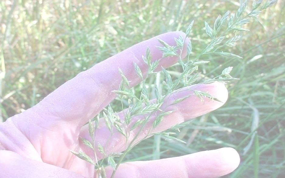 Gramíneas Forrageiras de Estação Fria - Perenes FESTUCA (Festuca