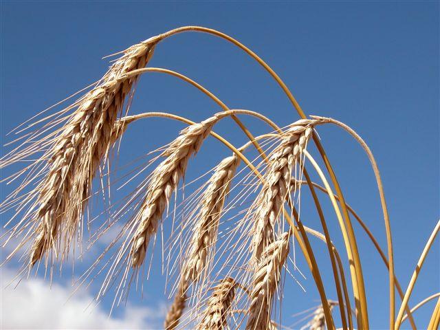 TRITICALE