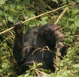 Somos mesmo tão diferentes das outras espécies de primatas? Chimpanzés e macacos-prego produzem muitas ferramentas, algumas delas são facilmente confundidas com ferramentas do homem pré-histórico.