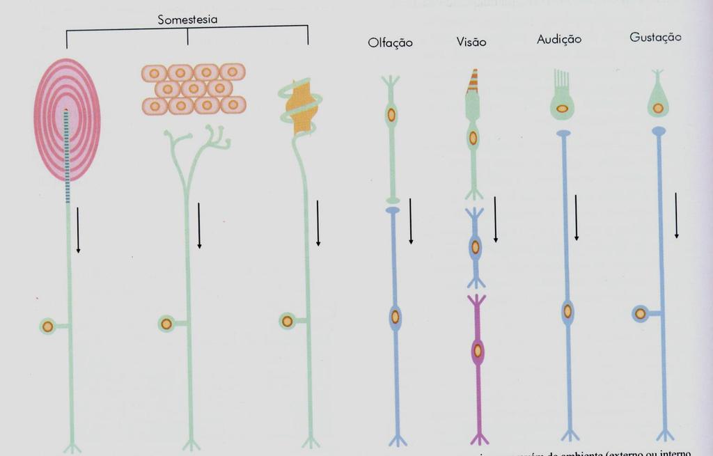 Tipos de receptores e sistemas sensoriais no homem Tipos de receptores e