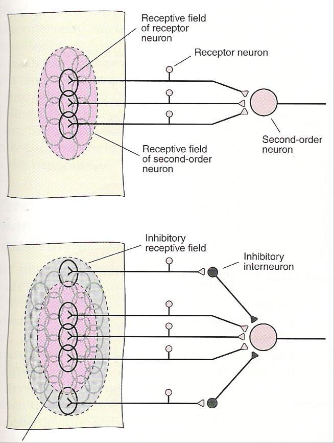 Excitação convergente O Campo receptivo dos neurônios Aferentes Primários são sempre excitatórios.