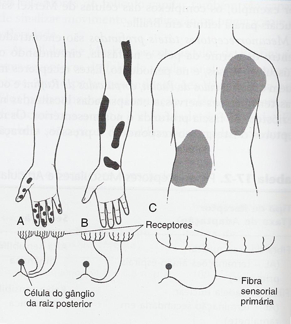 Campos receptivos de mecanoceptores na pele