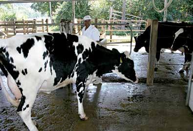 1 - Leve as vacas calmamente para o curral ou sala de espera Sala de espera é o lugar em que as vacas ficam antes de