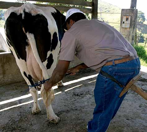 Amarre a vaca Para amarrar as pernas da vaca, utilize uma