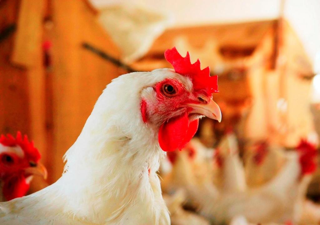 Avicultura Bloqueio comercial gera queda na produção de frangos no Tocantins. Um bloqueio comercial por parte do Pará e Maranhão, está causando a redução da produção de frangos no Tocantins.