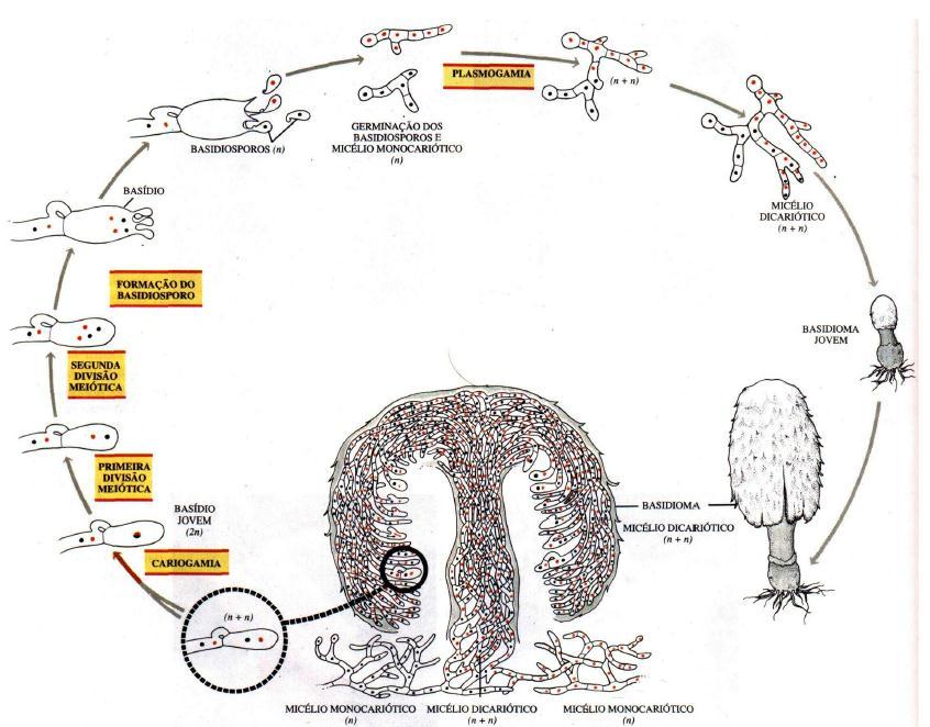 Filo Basidiomycota Agrupa fungos bem familiares, tais como os cogumelos comestíveis, os orelha de pau, as ferrugens, etc. Produzem basidiósporos, em estruturas chamadas basídios.