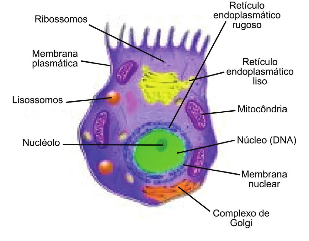 Figura 3 - Tipo de célula animal e suas organelas.