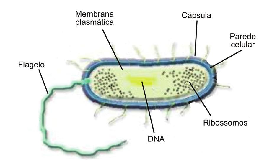 jpg Figura 4 - Célula de bactéria. https://encrypted-tbn2.