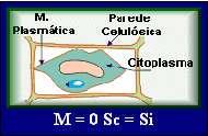 membrana celulósica (M) também será máxima.