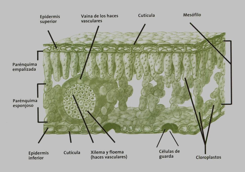 Epiderme superior Bainha dos feixes vasculares Cutícula Mesofilo Parênquima paliçádico Parênquima lacunoso Epiderme inferior Cutícula Xilema e Floema